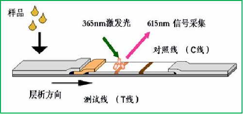 熒光免疫層析檢測(cè)